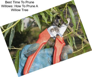 Best Time To Prune Willows: How To Prune A Willow Tree