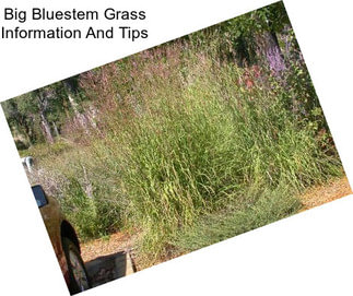 Big Bluestem Grass Information And Tips