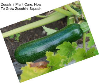 Zucchini Plant Care: How To Grow Zucchini Squash