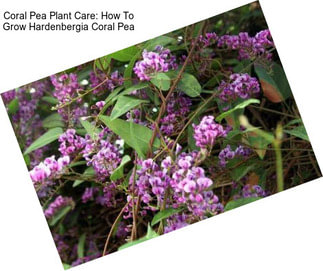 Coral Pea Plant Care: How To Grow Hardenbergia Coral Pea