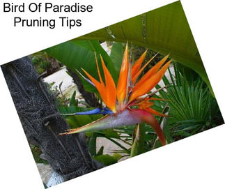 Bird Of Paradise Pruning Tips