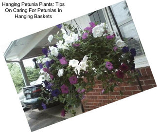 Hanging Petunia Plants: Tips On Caring For Petunias In Hanging Baskets