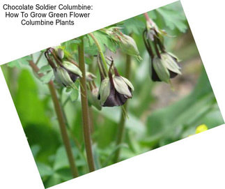 Chocolate Soldier Columbine: How To Grow Green Flower Columbine Plants