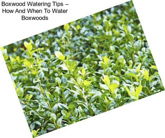 Boxwood Watering Tips – How And When To Water Boxwoods
