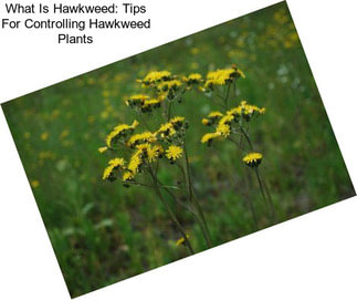 What Is Hawkweed: Tips For Controlling Hawkweed Plants