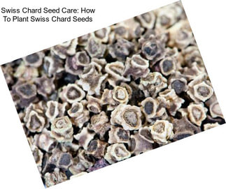 Swiss Chard Seed Care: How To Plant Swiss Chard Seeds