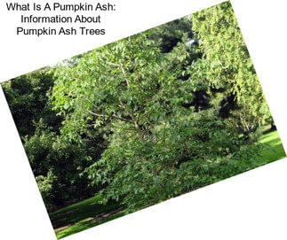 What Is A Pumpkin Ash: Information About Pumpkin Ash Trees