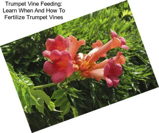 Trumpet Vine Feeding: Learn When And How To Fertilize Trumpet Vines