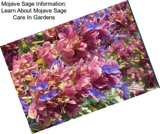 Mojave Sage Information: Learn About Mojave Sage Care In Gardens