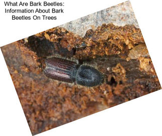 What Are Bark Beetles: Information About Bark Beetles On Trees