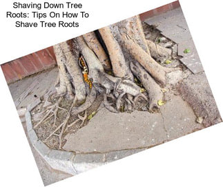 Shaving Down Tree Roots: Tips On How To Shave Tree Roots