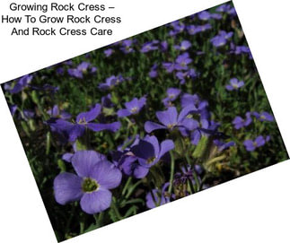 Growing Rock Cress – How To Grow Rock Cress And Rock Cress Care