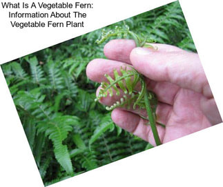 What Is A Vegetable Fern: Information About The Vegetable Fern Plant