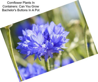 Cornflower Plants In Containers: Can You Grow Bachelor\'s Buttons In A Pot