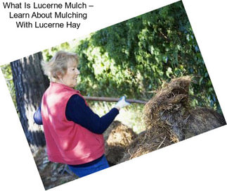 What Is Lucerne Mulch – Learn About Mulching With Lucerne Hay