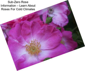 Sub-Zero Rose Information – Learn About Roses For Cold Climates