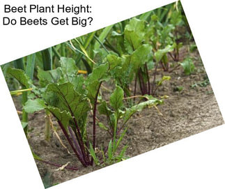 Beet Plant Height: Do Beets Get Big?