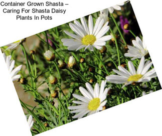 Container Grown Shasta – Caring For Shasta Daisy Plants In Pots