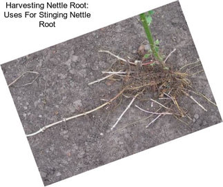 Harvesting Nettle Root: Uses For Stinging Nettle Root