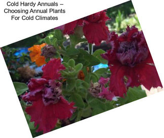 Cold Hardy Annuals – Choosing Annual Plants For Cold Climates