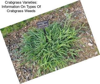 Crabgrass Varieties: Information On Types Of Crabgrass Weeds