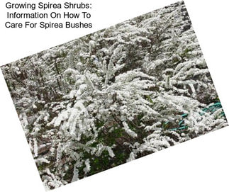 Growing Spirea Shrubs: Information On How To Care For Spirea Bushes