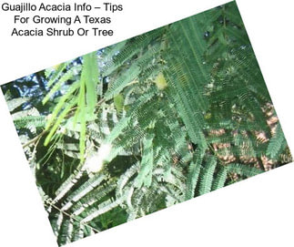 Guajillo Acacia Info – Tips For Growing A Texas Acacia Shrub Or Tree