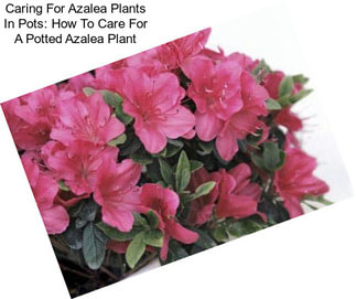 Caring For Azalea Plants In Pots: How To Care For A Potted Azalea Plant