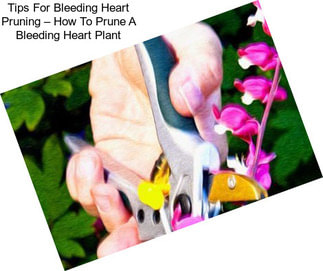 Tips For Bleeding Heart Pruning – How To Prune A Bleeding Heart Plant