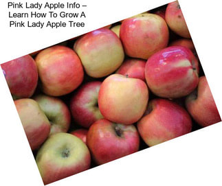 Pink Lady Apple Info – Learn How To Grow A Pink Lady Apple Tree