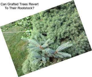 Can Grafted Trees Revert To Their Rootstock?