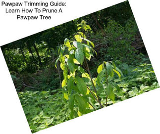 Pawpaw Trimming Guide: Learn How To Prune A Pawpaw Tree