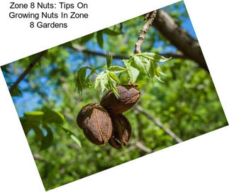 Zone 8 Nuts: Tips On Growing Nuts In Zone 8 Gardens