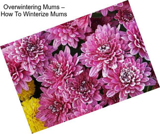 Overwintering Mums – How To Winterize Mums