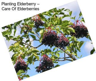 Planting Elderberry – Care Of Elderberries