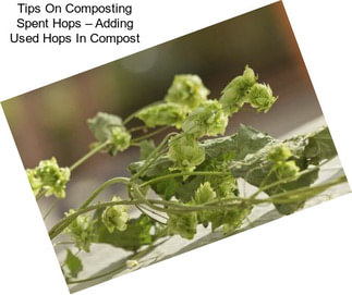 Tips On Composting Spent Hops – Adding Used Hops In Compost
