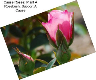Cause Roses: Plant A Rosebush, Support A Cause