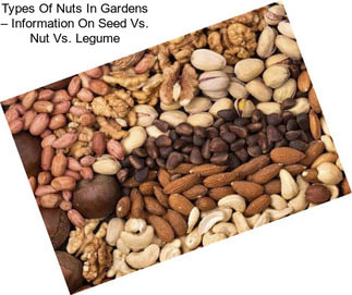 Types Of Nuts In Gardens – Information On Seed Vs. Nut Vs. Legume