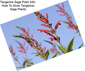 Tangerine Sage Plant Info: How To Grow Tangerine Sage Plants