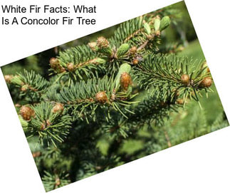 White Fir Facts: What Is A Concolor Fir Tree