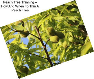 Peach Tree Thinning – How And When To Thin A Peach Tree