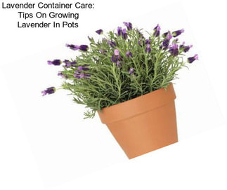 Lavender Container Care: Tips On Growing Lavender In Pots