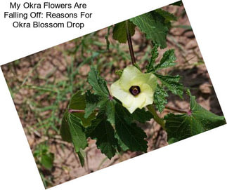My Okra Flowers Are Falling Off: Reasons For Okra Blossom Drop