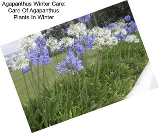 Agapanthus Winter Care: Care Of Agapanthus Plants In Winter
