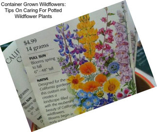 Container Grown Wildflowers: Tips On Caring For Potted Wildflower Plants