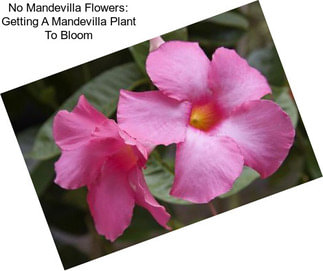 No Mandevilla Flowers: Getting A Mandevilla Plant To Bloom