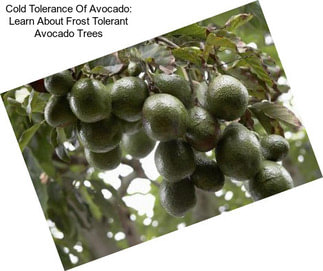 Cold Tolerance Of Avocado: Learn About Frost Tolerant Avocado Trees