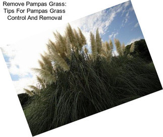 Remove Pampas Grass: Tips For Pampas Grass Control And Removal