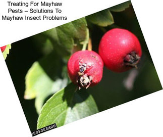 Treating For Mayhaw Pests – Solutions To Mayhaw Insect Problems
