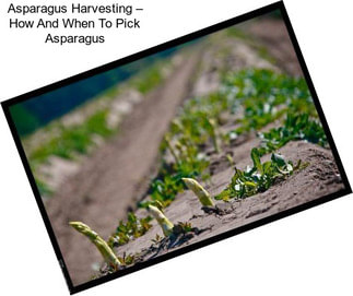Asparagus Harvesting – How And When To Pick Asparagus